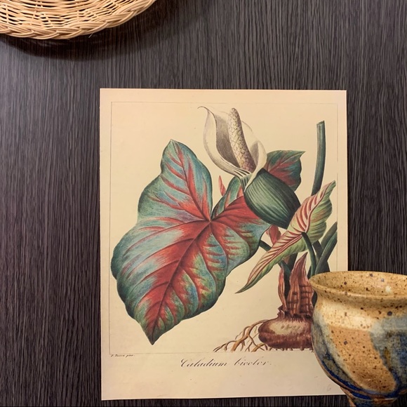 Vintage Other - Vintage Caladium Bicolor Scientific Print